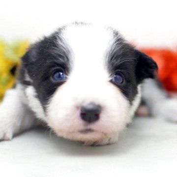 ボーダーコリー【埼玉県・男の子・2025年11月19日・ブラック&ホワイト】の写真「兄弟仲良く成長中！両親共に会えますよ♬」