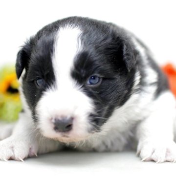 ボーダーコリー【埼玉県・女の子・2025年11月8日・ブラック&ホワイト】の写真「兄弟仲良く成長中！両親共に会えますよ♬」