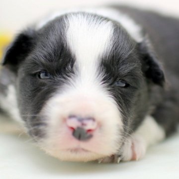 ボーダーコリー【埼玉県・男の子・2025年1月25日・ブラック&ホワイト】の写真「兄弟仲良く成長しています ♫」