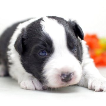 ボーダーコリー【埼玉県・男の子・2025年11月8日・ブラック&ホワイト】の写真「兄弟仲良く成長中！両親共に会えますよ♬」