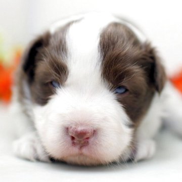 ボーダーコリー【埼玉県・女の子・2025年11月30日・チョコ&ホワイト】の写真「兄弟仲良く成長中！両親共に会えますよ　♬」