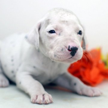 ダルメシアン【埼玉県・女の子・2025年11月8日・ホワイト&ブラック】の写真「兄弟仲良くスクスクと成長しています♪」