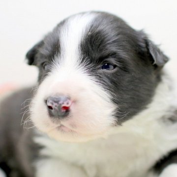 ボーダーコリー【埼玉県・男の子・2025年1月25日・ブラック&ホワイト】の写真「兄弟仲良く成長しています♫」