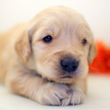 ゴールデンレトリバー【埼玉県・男の子・2024年12月24日・ゴールド】の写真「兄弟仲良くスクスクと成長しています♬」