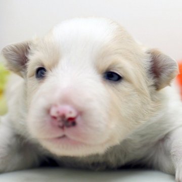 ボーダーコリー【埼玉県・女の子・2025年1月25日・レッド&ホワイト】の写真「兄弟仲良く成長していまーす ♫」