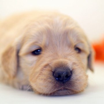 ゴールデンレトリバー【埼玉県・男の子・2024年12月24日・ゴールド】の写真「兄弟仲良くスクスクと成長しています ♪」