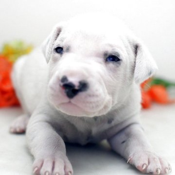 ダルメシアン【埼玉県・男の子・2025年10月15日・ホワイト&ブラック】の写真「兄弟仲良くスクスクと成長しています♪」