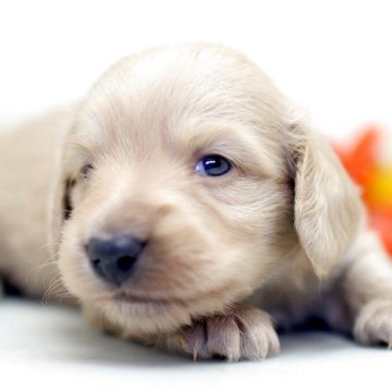 ミニチュアダックスフンド(ロング)【埼玉県・男の子・2025年11月8日・イエロー】の写真「小粒なクリームの兄弟スクスク成長中！！」