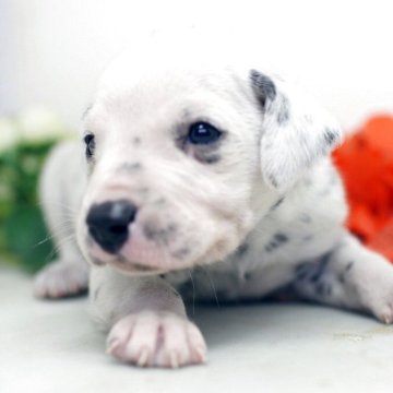 ダルメシアン【埼玉県・男の子・2025年11月8日・ホワイト&ブラック】の写真「兄弟仲良くスクスクと成長しています♪」