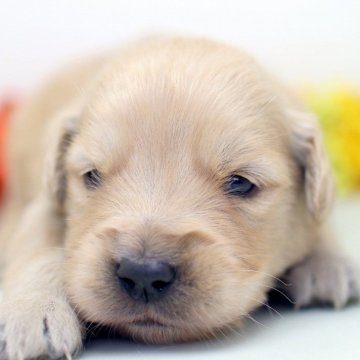 ゴールデンレトリバー【埼玉県・女の子・2025年4月1日・ゴールド】の写真「兄弟スクスク成長中！！みな元気です♫」