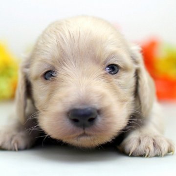 ミニチュアダックスフンド(ロング)【埼玉県・男の子・2025年11月8日・イエロー】の写真「小粒なクリームの兄弟スクスク成長中！！」