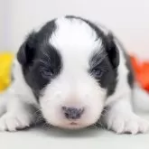 ボーダーコリー