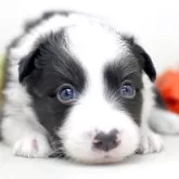 ボーダーコリー