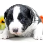 ボーダーコリー