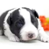 ボーダーコリー