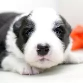 ボーダーコリー