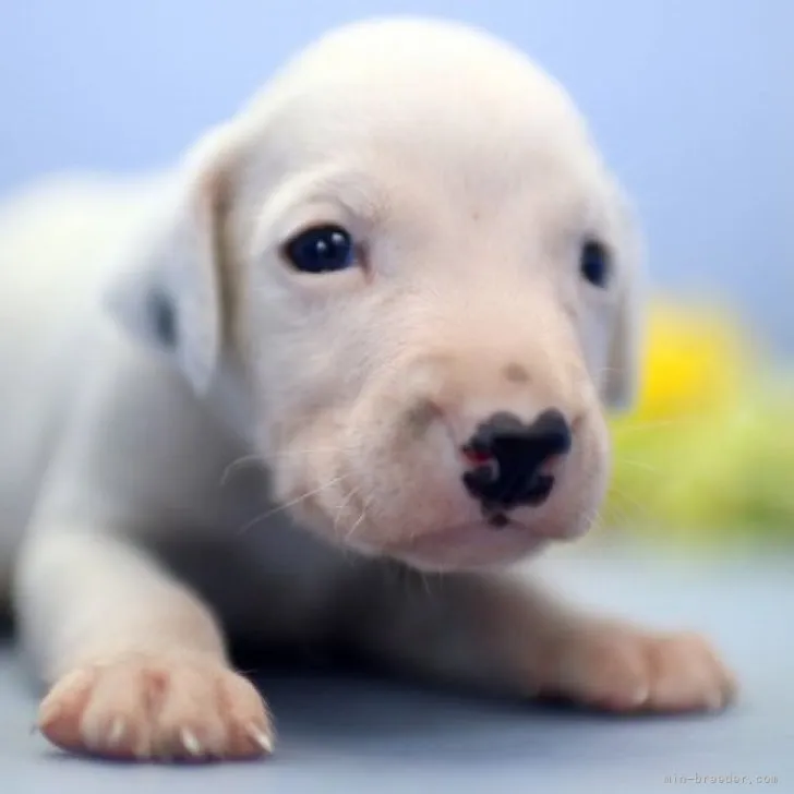 ID：2305-05522の子犬