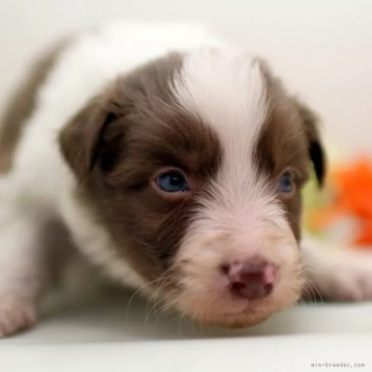 ID：2401-01689の子犬