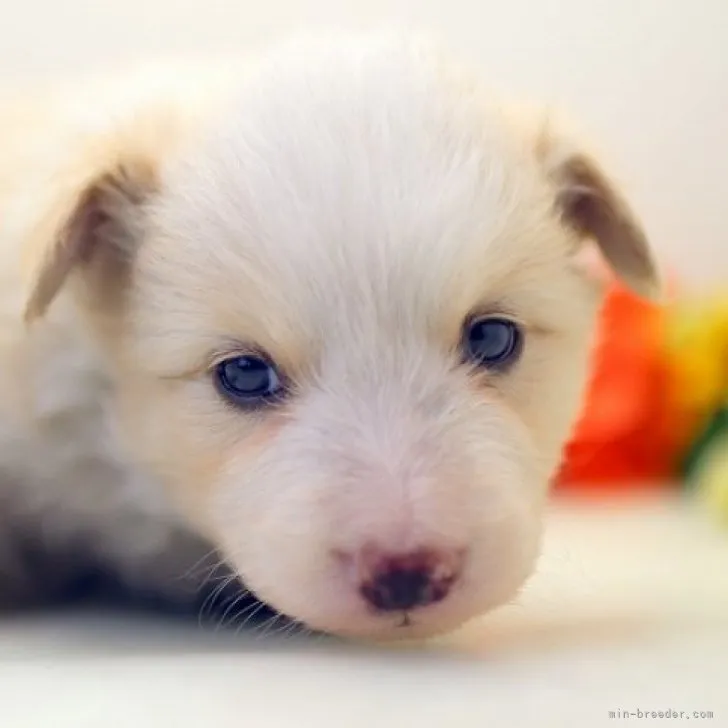 ID：2310-06424の子犬