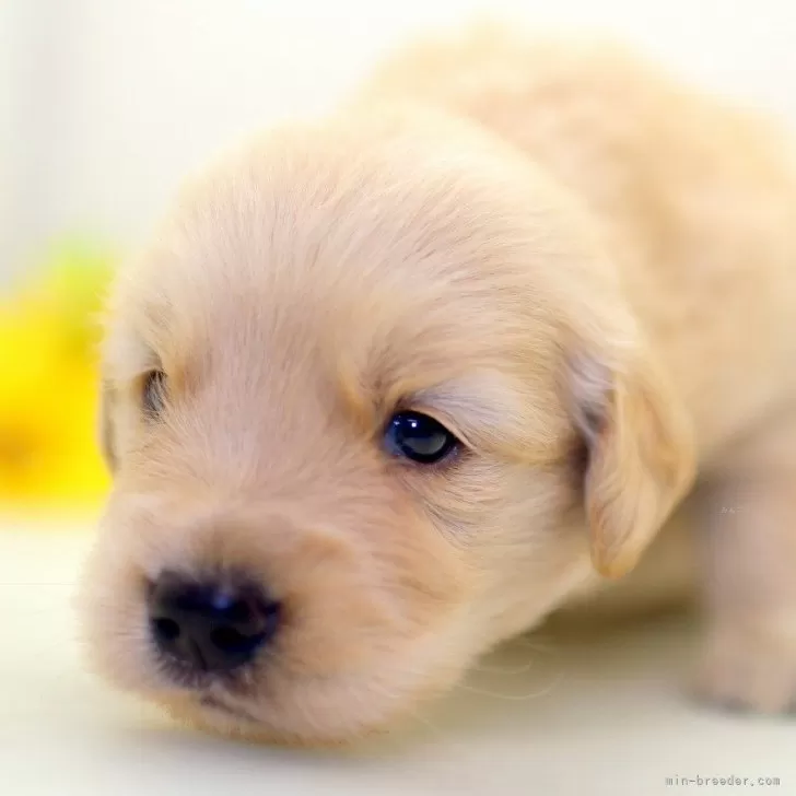 ID：2410-00943の子犬