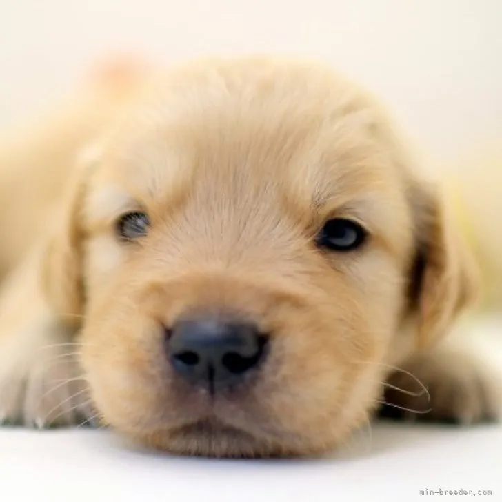 ID：2308-01456の子犬