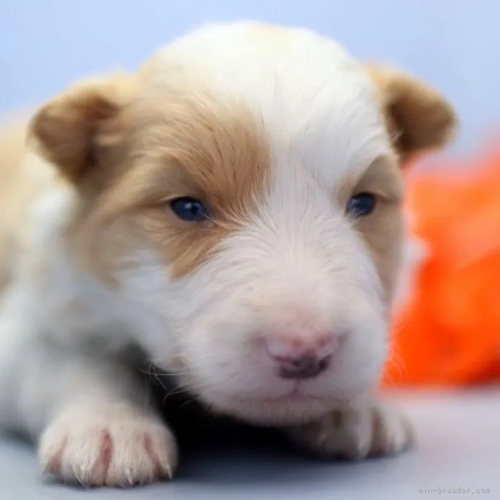 ID:2303-04825の子犬