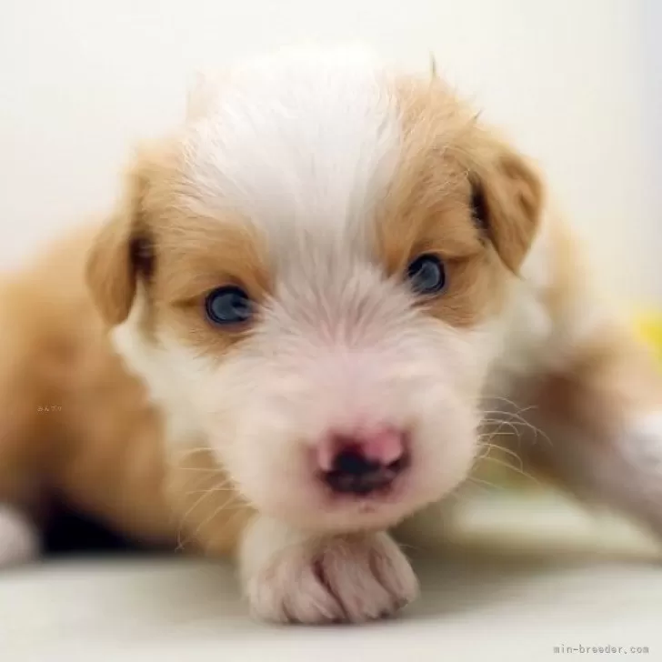 M.A 様のお迎えした子犬