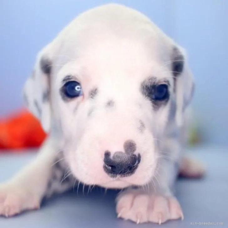 T.S 様のお迎えした子犬