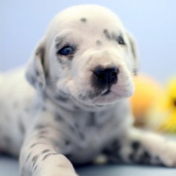 ダルメシアン【埼玉県・男の子・2023年2月16日・ホワイト&ブラック】の写真「兄弟仲良くスクスクと成長しています♪」