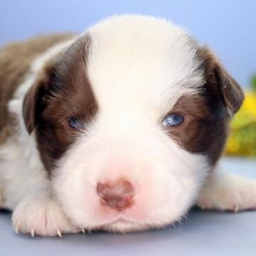 ボーダーコリー【埼玉県・男の子・2022年8月21日・チョコ&ホワイト】の写真「兄弟仲良くスクスクと成長しています♪」