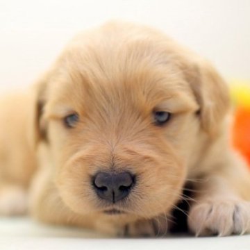 ゴールデンレトリバー【埼玉県・女の子・2023年12月24日・ゴールド】の写真「兄弟仲良くスクスクと成長しています」