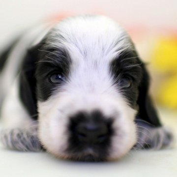 イングリッシュコッカースパニエル【埼玉県・女の子・2024年8月24日・ブルーローン】の写真「兄弟仲良くスクスクと成長しています ♫」