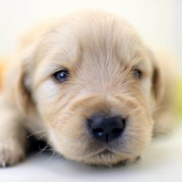 ゴールデンレトリバー【埼玉県・男の子・2024年4月3日・ゴールド】の写真「兄弟仲良くスクスクと成長しています♪」