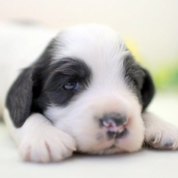 イングリッシュコッカースパニエル【埼玉県・男の子・2024年1月5日・ブルーローン】の写真「兄弟仲良くスクスクと成長しています♪」