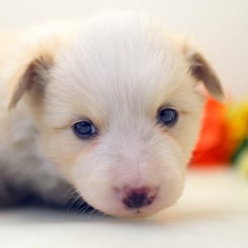 ボーダーコリー【埼玉県・女の子・2023年9月20日・レッド&ホワイト】の写真「兄弟仲良くスクスクと成長しています♪♪」