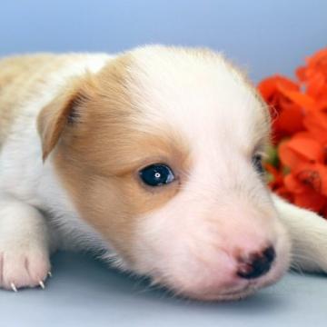 ボーダーコリー【埼玉県・女の子・2022年6月13日・レッド&ホワイト】の写真「兄弟仲良くスクスクと成長しています♪」