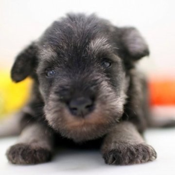 ミニチュアシュナウザー【埼玉県・男の子・2023年8月16日・ソルト&ペッパー】の写真「兄弟仲良くスクスクと成長しています♪」