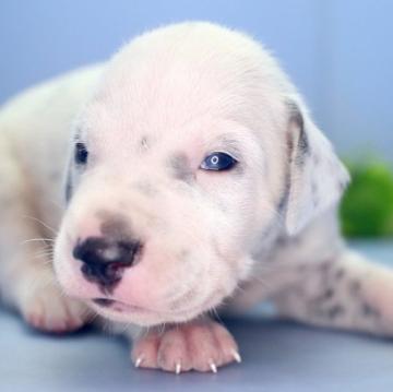 ダルメシアン【埼玉県・男の子・2022年7月15日・ブラック&ホワイト】の写真「兄弟仲良くスクスクと成長しています♪」