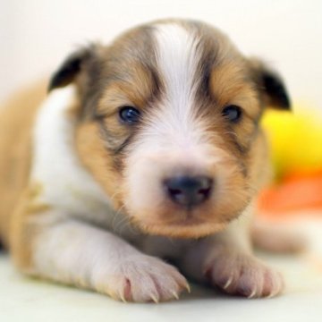 シェットランドシープドッグ【埼玉県・女の子・2024年1月5日・セーブル&ホワイト】の写真「兄弟仲良くスクスクと成長しています♪」