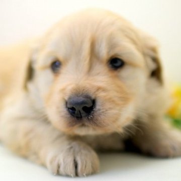 ゴールデンレトリバー【埼玉県・男の子・2024年1月7日・ゴールド】の写真「兄弟仲良くスクスクと成長しています♪」