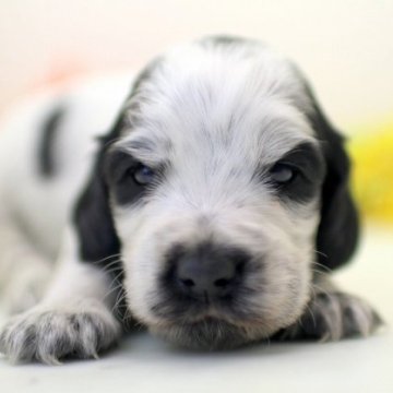 イングリッシュコッカースパニエル【埼玉県・女の子・2024年1月5日・ブルーローン】の写真「兄弟仲良くスクスクと成長しています♪」