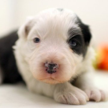 ボーダーコリー【埼玉県・女の子・2023年12月12日・ブラック&ホワイト】の写真「兄弟仲良くスクスクと成長しています♪♪」