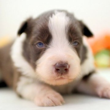 ボーダーコリー【埼玉県・女の子・2023年11月28日・チョコ&ホワイト】の写真「兄弟仲良くスクスクと成長しています♪♪」