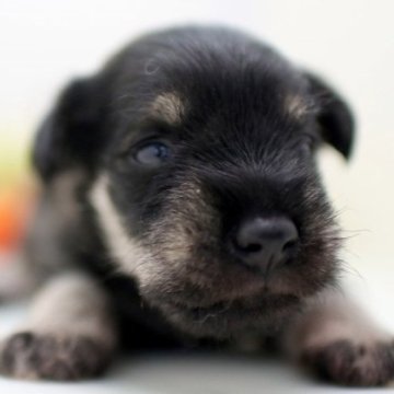 ミニチュアシュナウザー【埼玉県・男の子・2023年8月16日・ソルト&ペッパー】の写真「兄弟仲良くスクスクと成長しています♪」