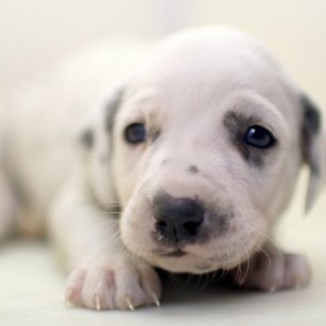 ダルメシアン【埼玉県・女の子・2023年8月27日・ホワイト&ブラック】の写真「兄弟仲良くスクスクと成長しています♪♪」