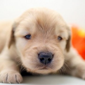 ゴールデンレトリバー【埼玉県・男の子・2023年12月24日・ゴールド】の写真「兄弟仲良くスクスクと成長しています」