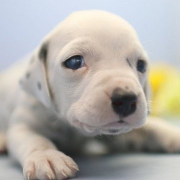 ダルメシアン【埼玉県・男の子・2023年2月16日・ホワイト&ブラック】の写真「兄弟仲良くスクスクと成長しています♪」