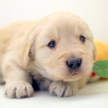 ゴールデンレトリバー【埼玉県・女の子・2024年1月7日・ゴールド】の写真「兄弟仲良くスクスクと成長しています」