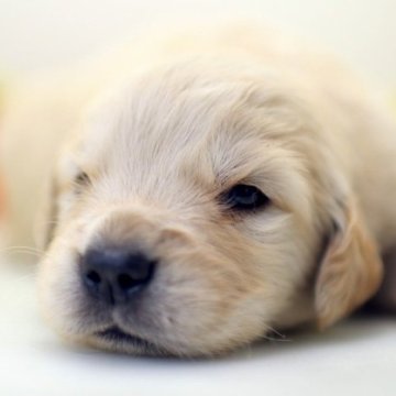 ゴールデンレトリバー【埼玉県・女の子・2024年4月3日・ゴールド】の写真「兄弟仲良くスクスクと成長しています　♪」