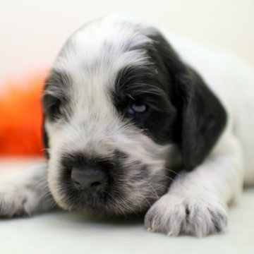 イングリッシュコッカースパニエル【埼玉県・男の子・2024年6月28日・ブルーローン】の写真「兄弟仲良くスクスクと成長しています ♫」